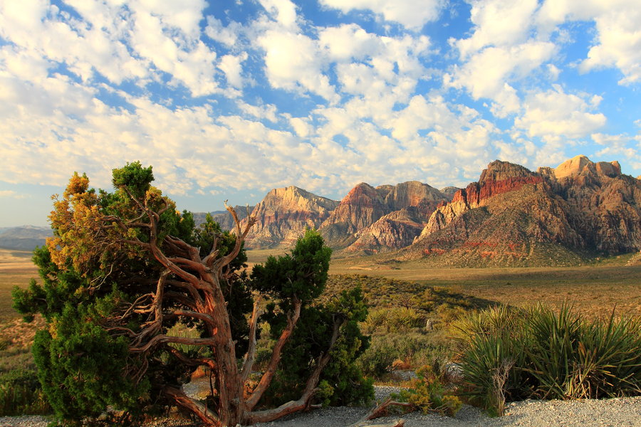 Desert tree, Red Rock Canyon, Nevada