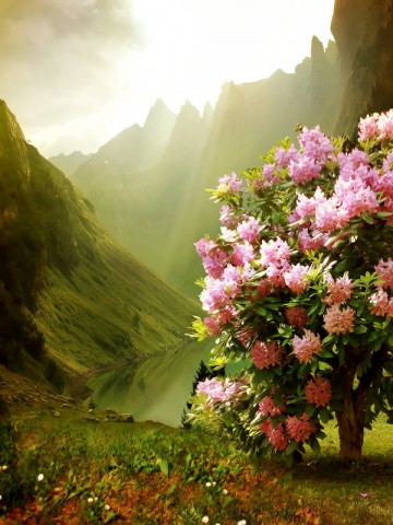 Spring Blossoms, Scotland