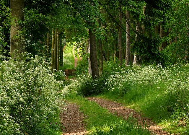 Summer Forest, Herefordshire, England