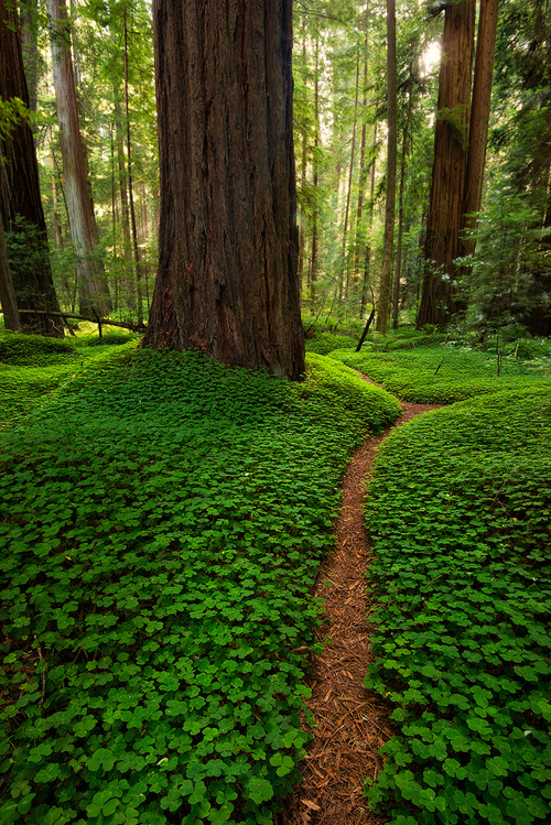 Forest Path, The Redwoods, California