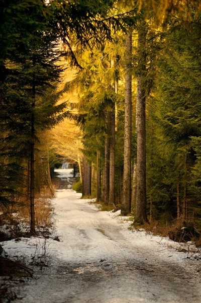 Forest Road, Saxony, Germany