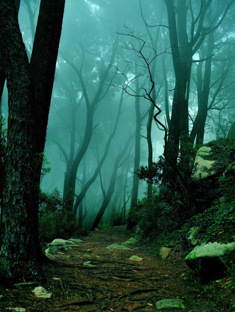 The Mystic Forest, Sintra, Portugal