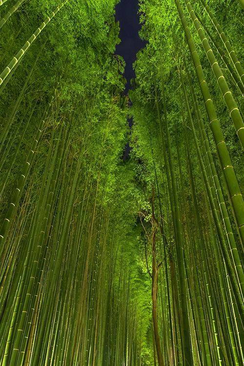 Beautiful Bamboo Forest by night, Arashiyama, Kyoto, Japan