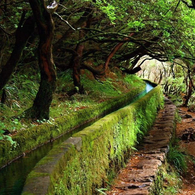 The Levadas, Madeira