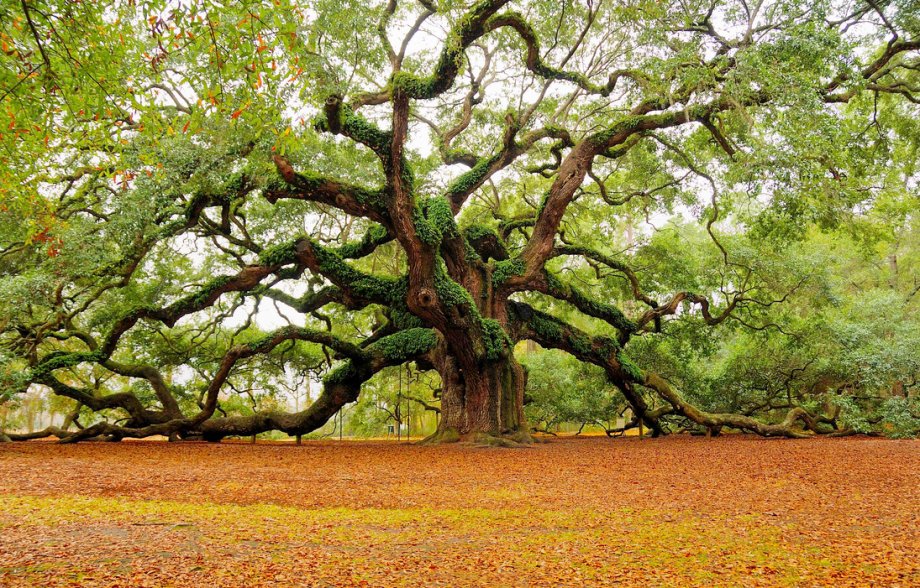 1400 year old tree in South Carolina