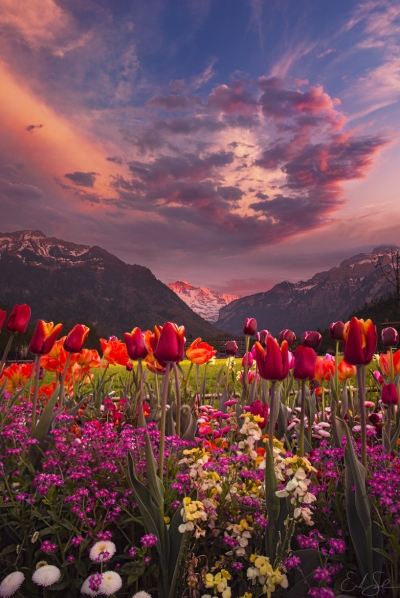 Tulips, Interlaken, Switzerland