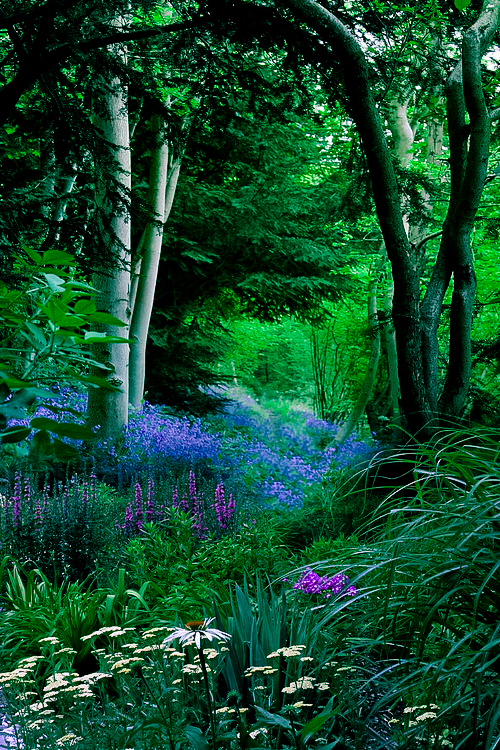 Wildflowers, The Enchanted Wood