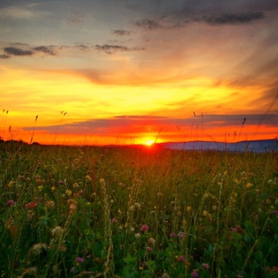 Wildflowers field sunset, Romania