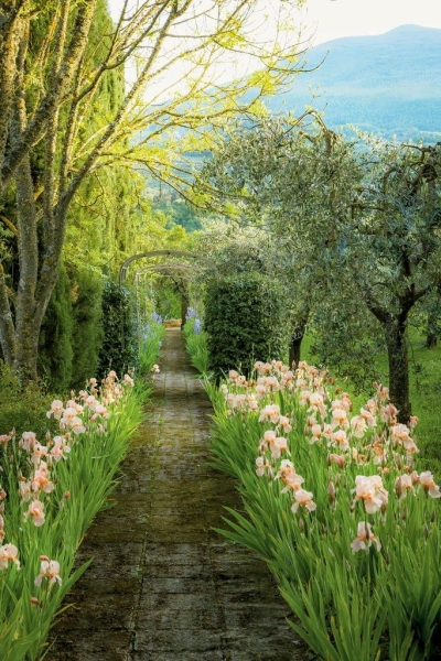 Garden path, Tuscany, Italy