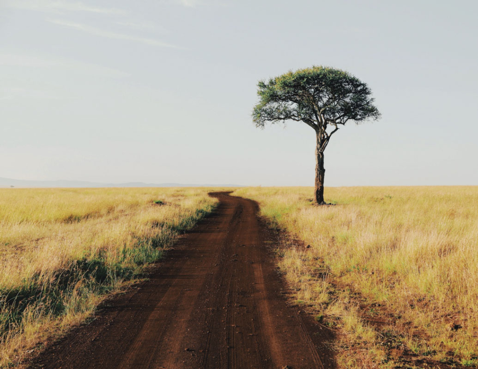 Lonely tree, Kenya