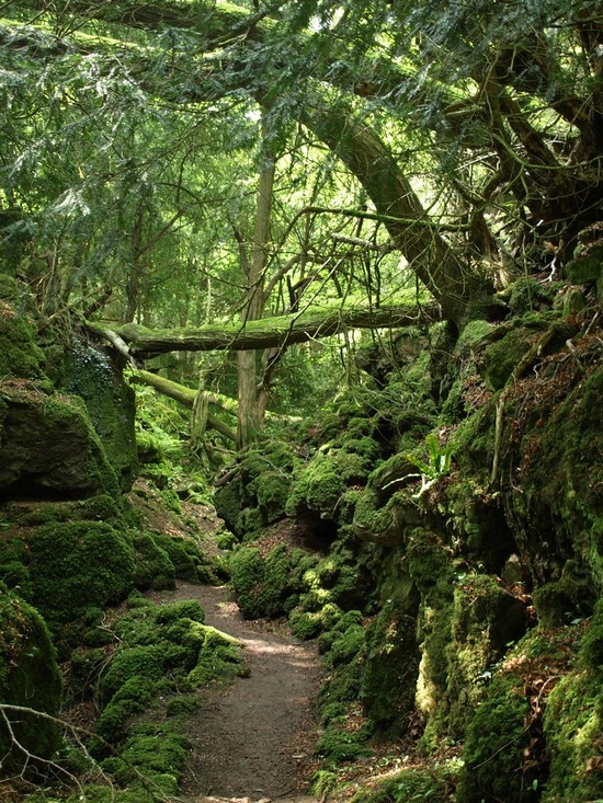 Pathway, Forest of Dean, Gloucestershire, England