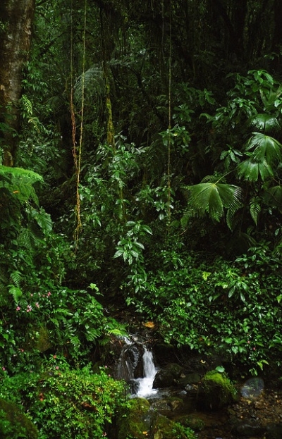 Rain forest, Panama