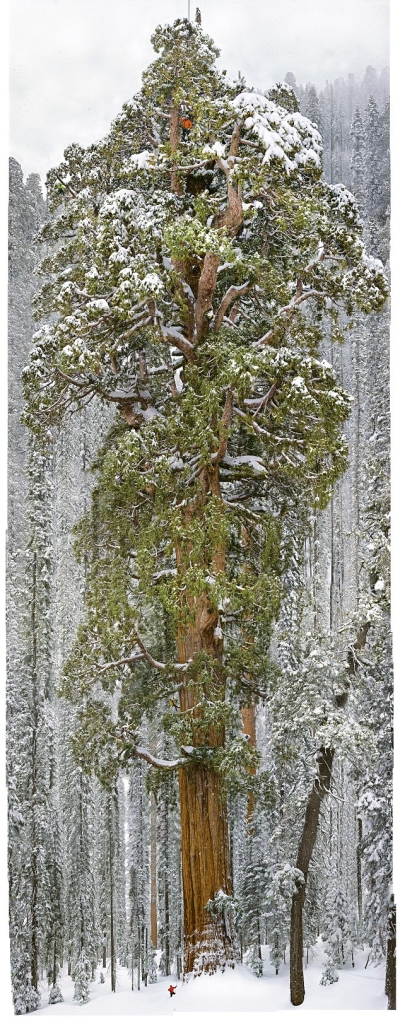 The President Tree, Sequoia National Park, California