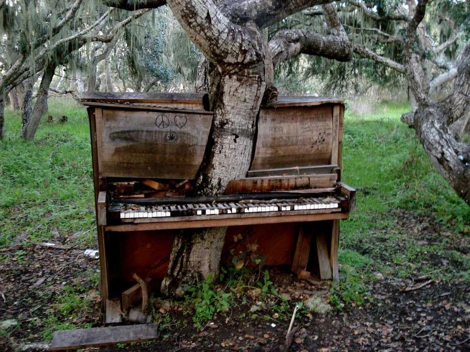 A tree growing through an abandoned piano