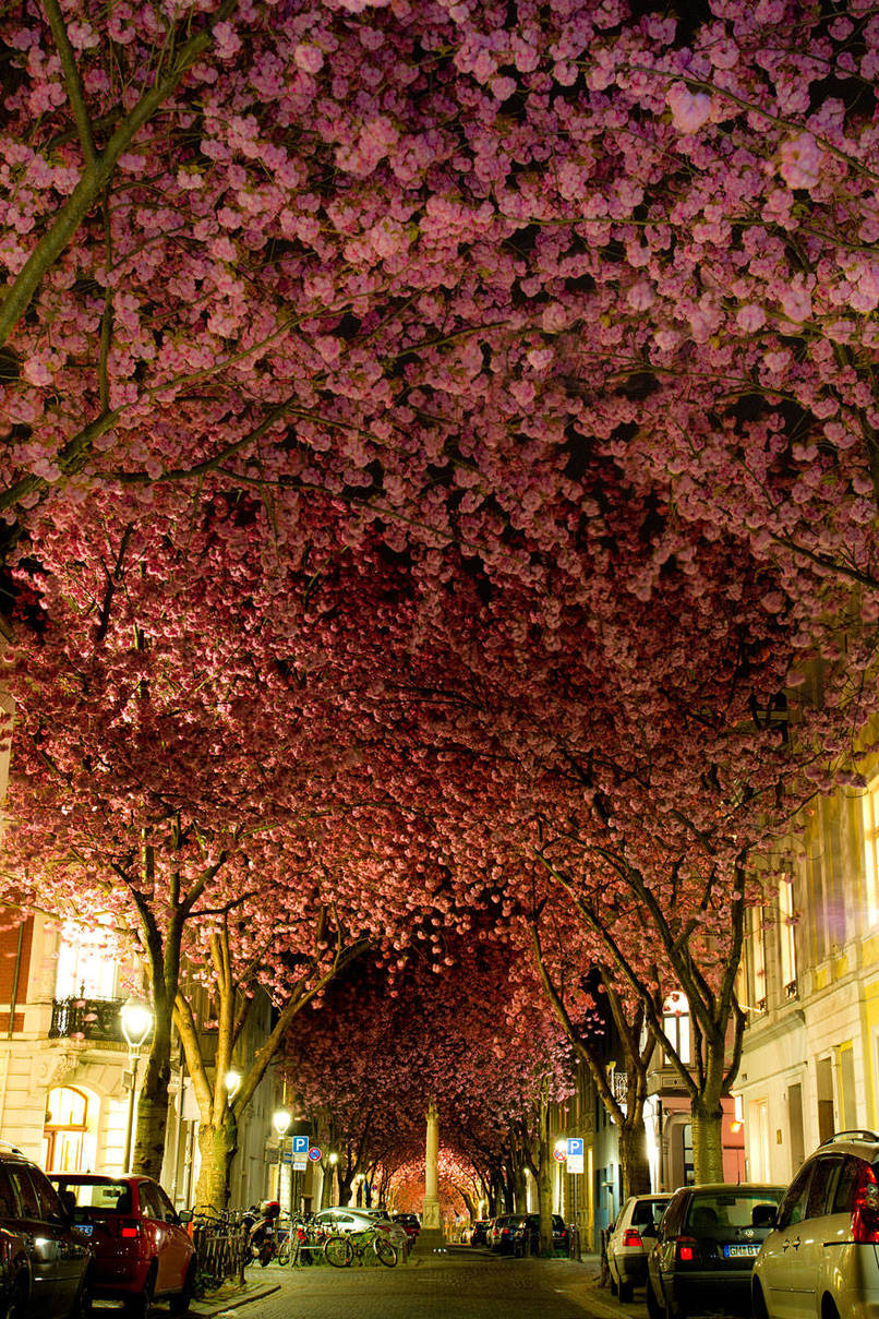 Cherry Trees, Germany