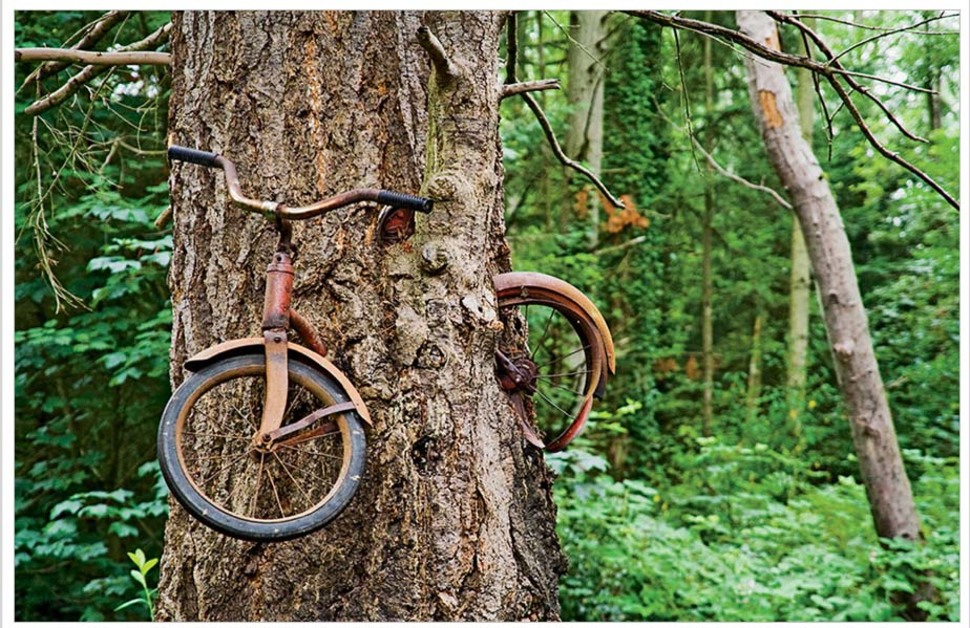 Tree growing around an abandoned bicycle