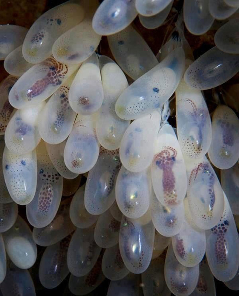 This is what Octopus eggs looks like