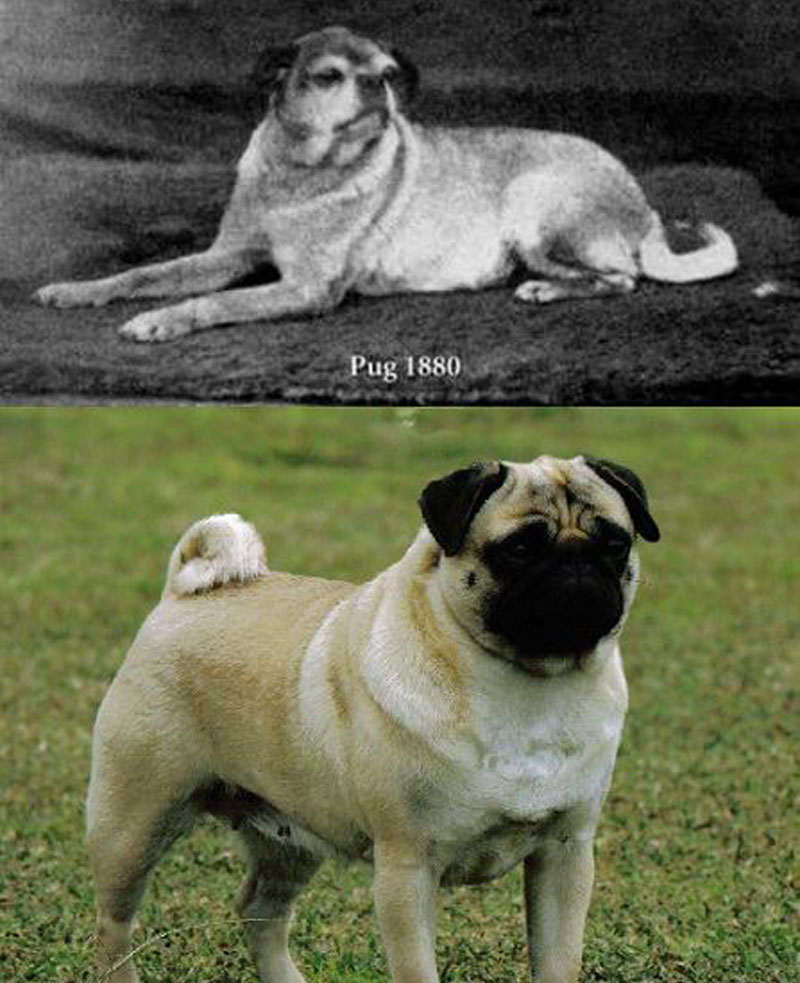 What pugs looked like before selective breeding