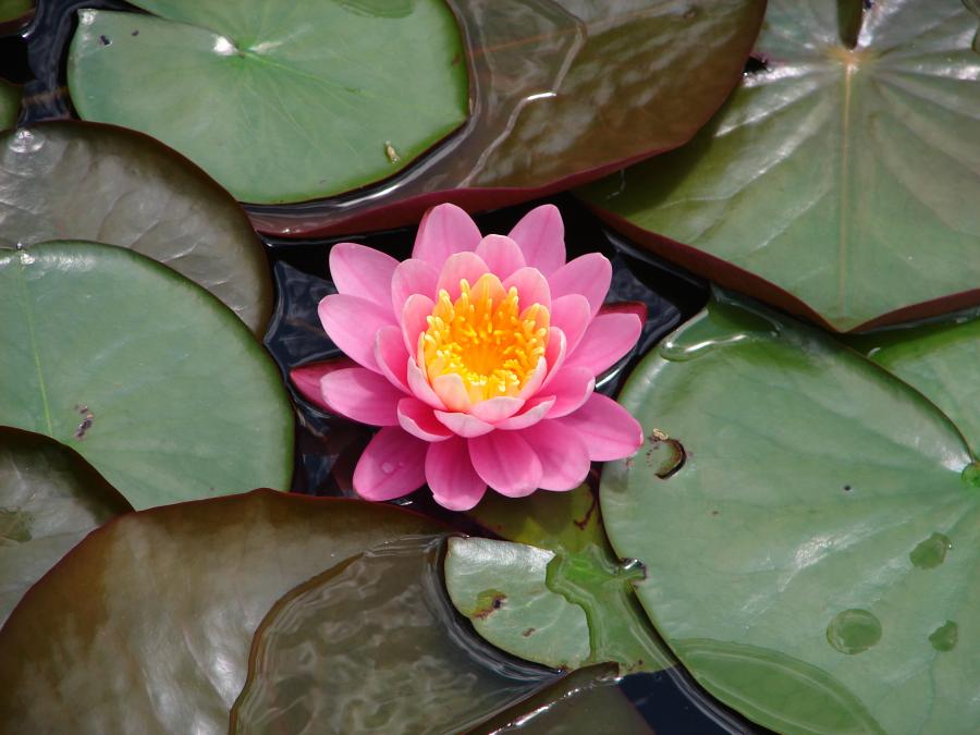 Pink lotus photo on Sunsurfer