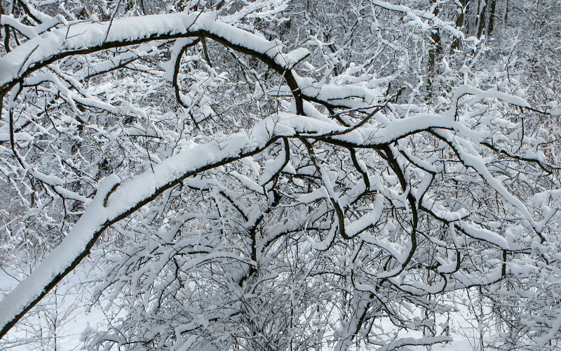 Snow covered branches