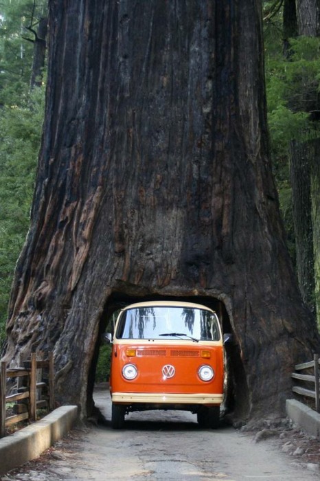 Drive Thru Tree, Sequoia National Forest, California photo on Sunsurfer