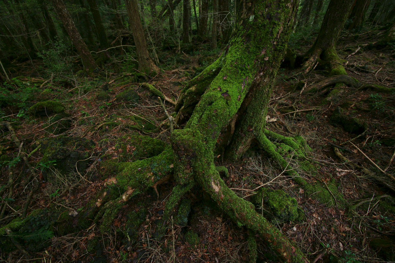Aokigahara Forest Japan Photo On Sunsurfer