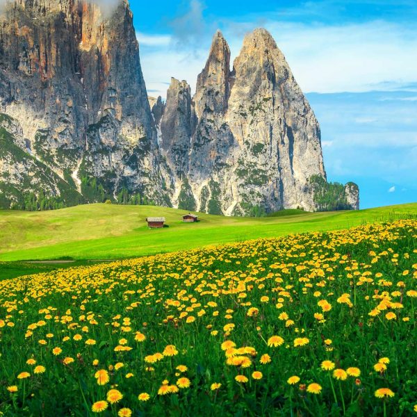 Dandelion field in Bolzano, Dolomites, Italy